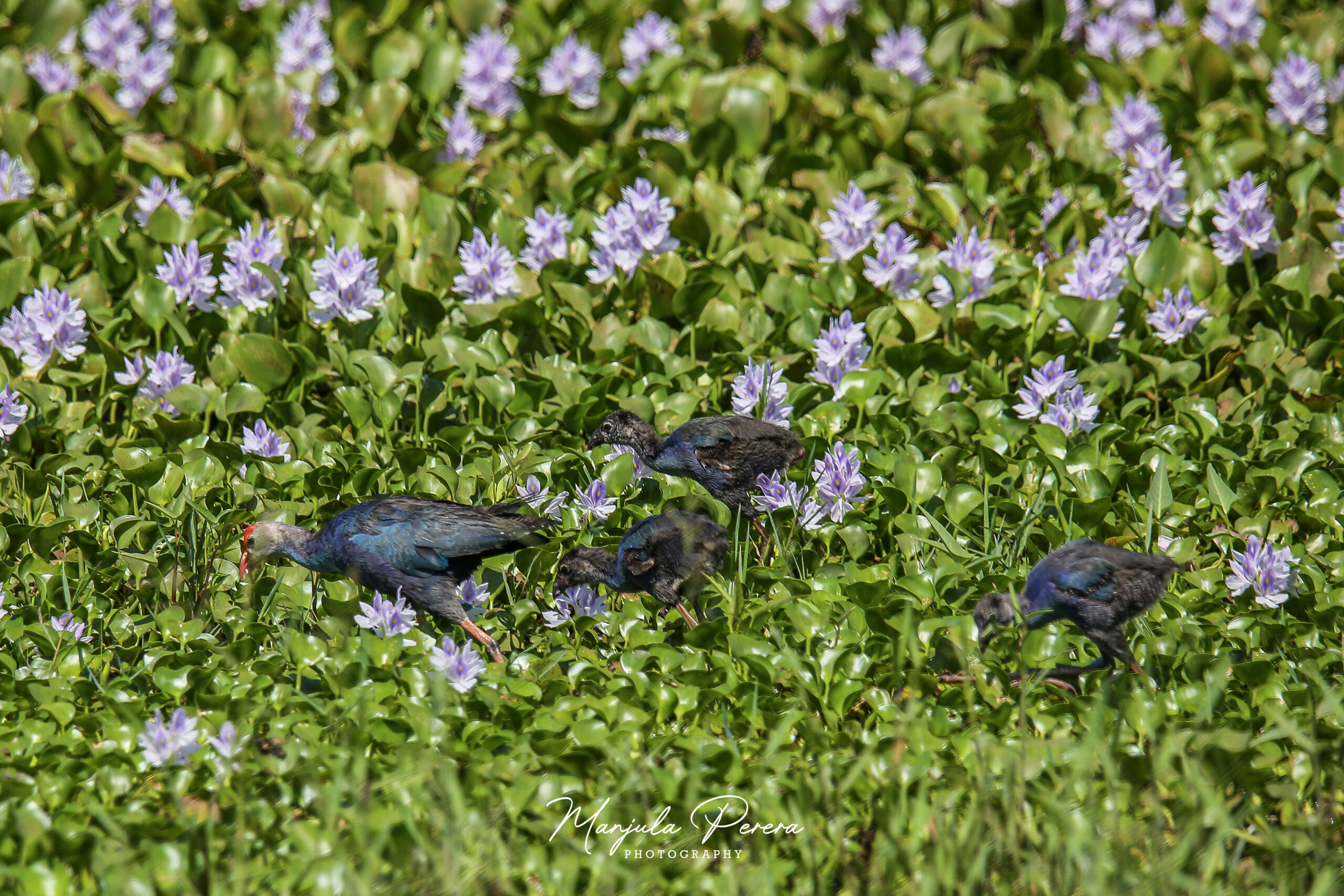 IMG_0842 – EN